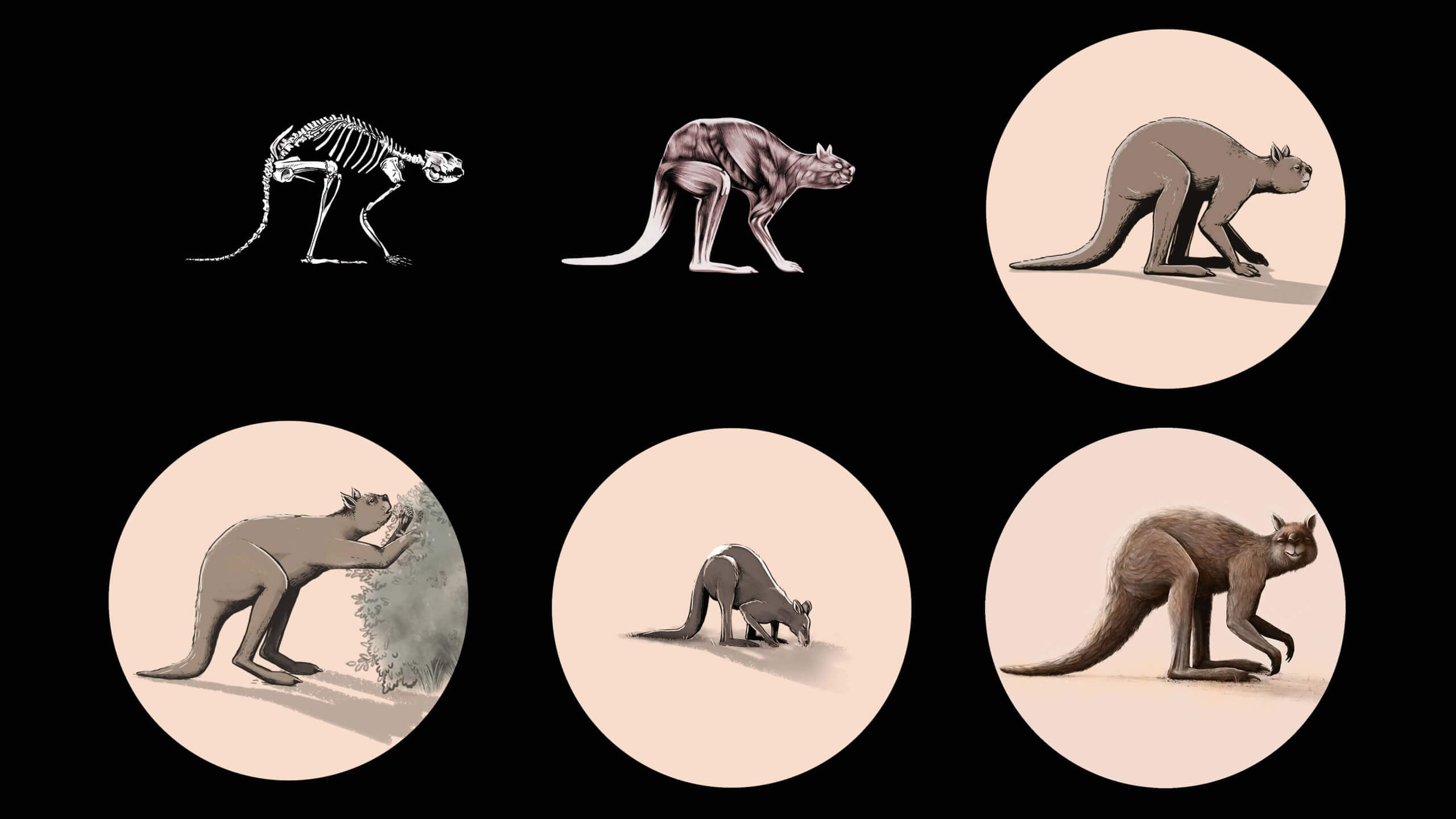Some of Chris Edser's illustrations of megafauna